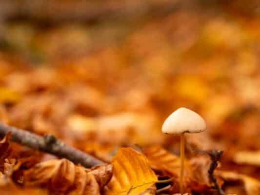 Wald 0208008